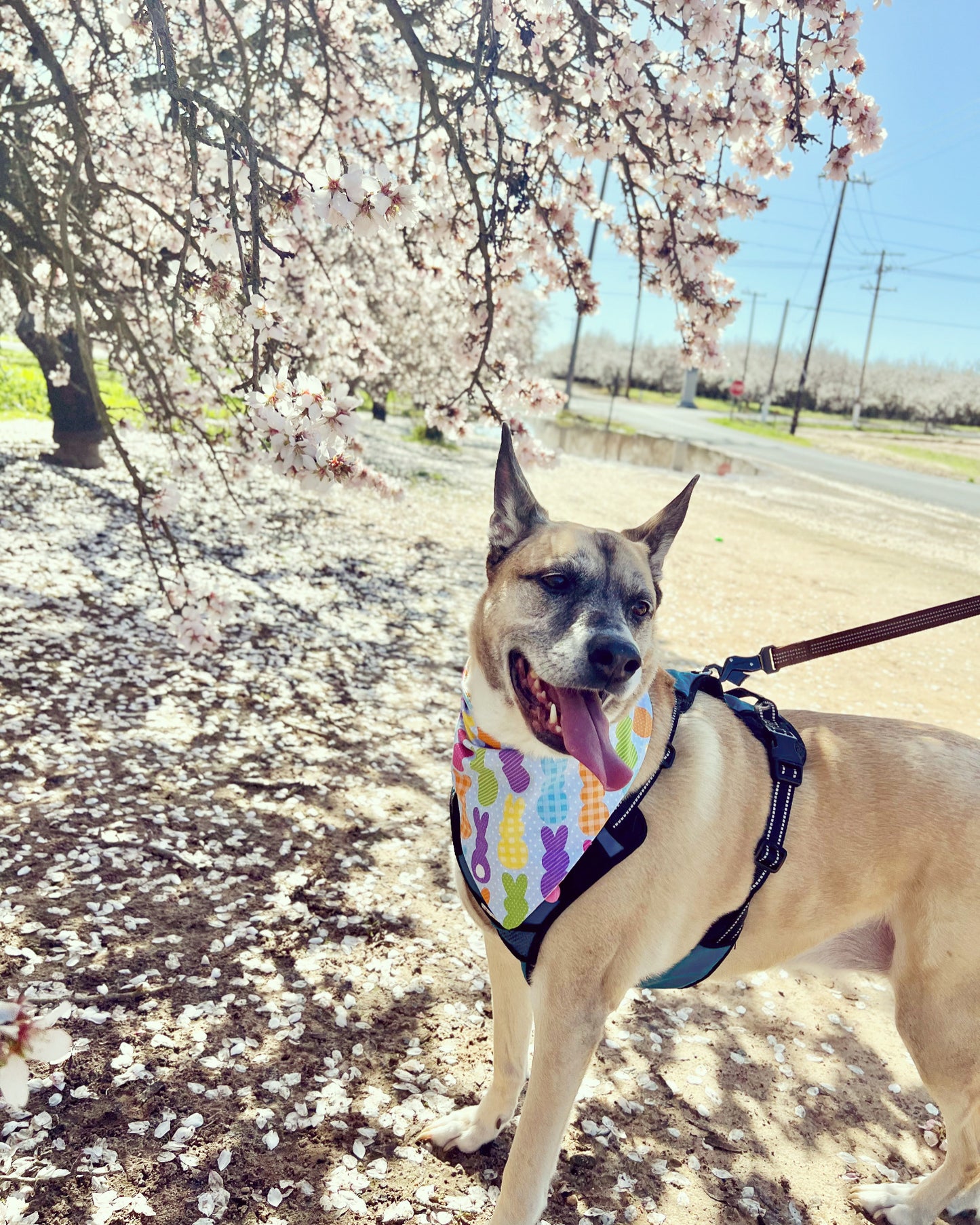 "Hey Peeps!" Dog Bandana