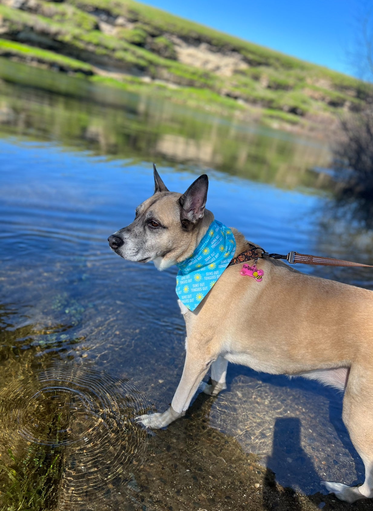 *PREORDER* Suns out tongues out bandana - dog days of summer collection